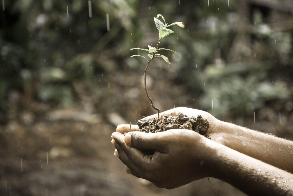 Soil Regeneration